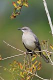 Northern Mockingbirdborder=